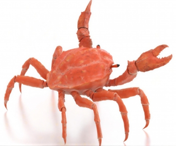 Modern Aquatic Animals-ID:203711992