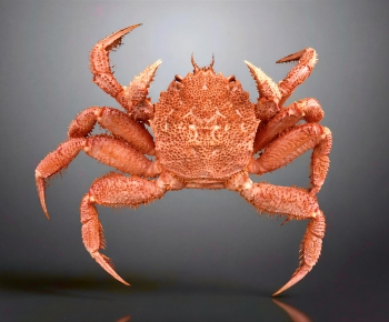 Modern Aquatic Product-ID:333336114