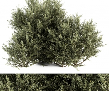 Modern Shrubbery-ID:816689017