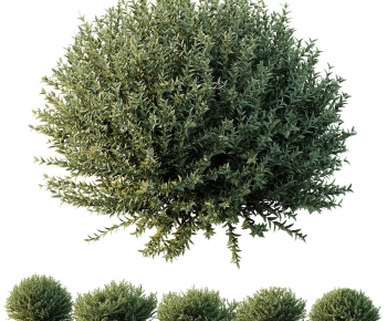 Modern Shrubbery-ID:573111067