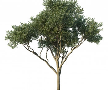 Modern Tree-ID:716905121