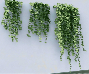 Modern Vine-ID:773495911