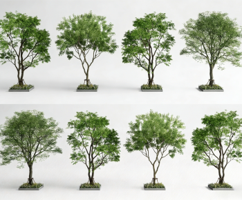 Modern Tree-ID:355505948
