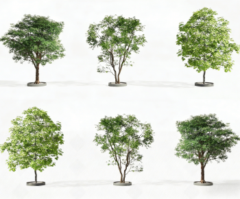 Modern Tree-ID:858480938