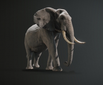 Modern Mammal-ID:206749425