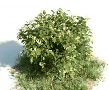 Modern Shrubbery-ID:509690054
