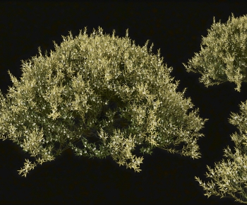 Modern Shrubbery-ID:833219053