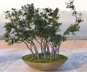 Modern Flower Bed, Flower Bowl, Flower Box-ID:743418934