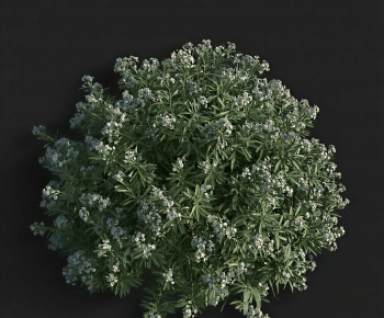 Modern Shrubbery-ID:944307093