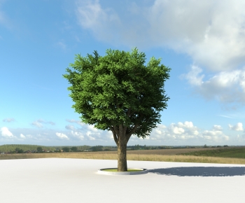 Modern Tree-ID:483681924