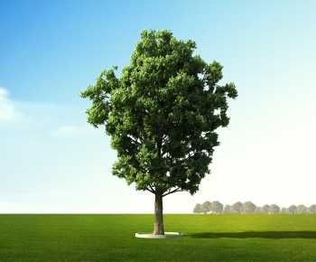 Modern Tree-ID:673883915