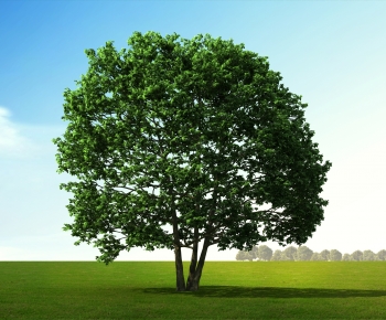 Modern Tree-ID:211219814