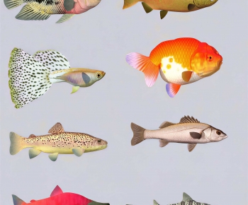 Modern Aquatic Animals-ID:831738008