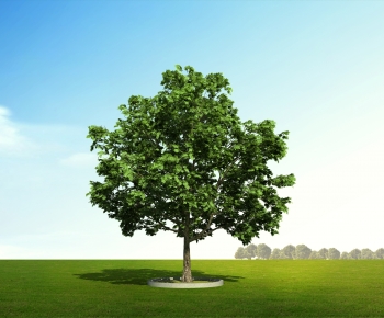 Modern Tree-ID:568891051