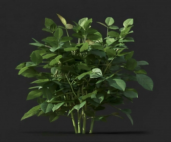 Modern Crop-ID:537153963