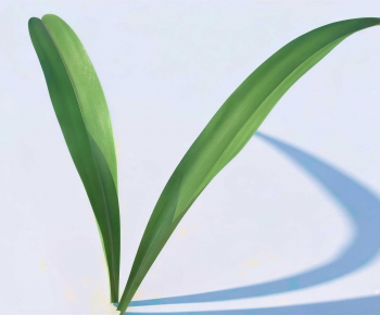 Modern The Grass-ID:204925065
