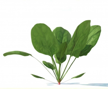 Modern Crop-ID:513087992