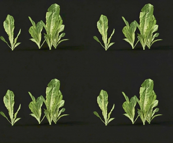 Modern Crop-ID:220860005