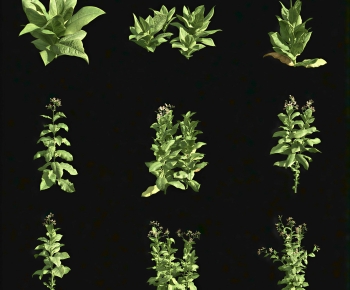 Modern Crop-ID:778781891