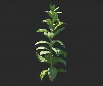 Modern Crop-ID:958856113