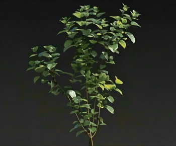 Modern Shrubbery-ID:611439945