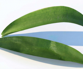 Modern Plant-ID:314152964