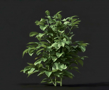 Modern Shrubbery-ID:744420057