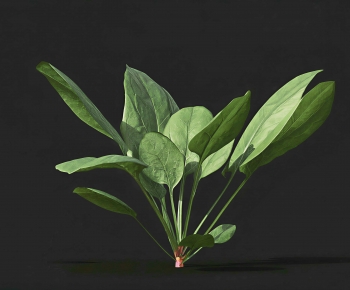Modern Crop-ID:239281894