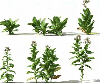 Modern Crop-ID:435079108