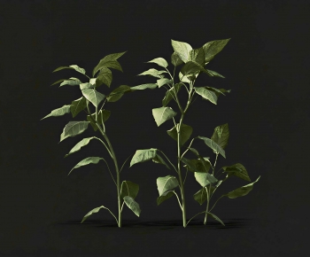 Modern Crop-ID:709239965