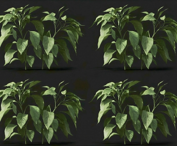 Modern Shrubbery-ID:231740585