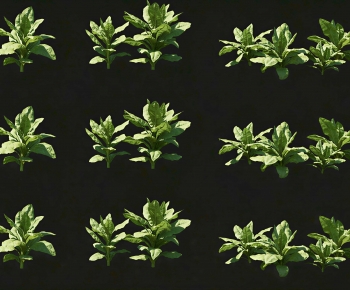 Modern Crop-ID:632344014