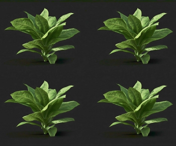 Modern Crop-ID:329751019