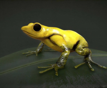 Modern Reptile-ID:490262033