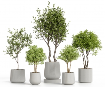 Modern Ground Green Plant Potted Plants-ID:269383913