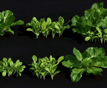 Modern Crop-ID:237749102