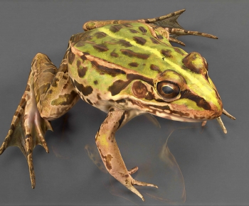 Modern Reptile-ID:189425952