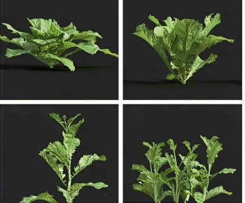 Modern Crop-ID:743521938