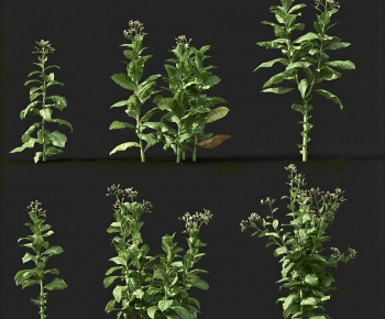 Modern Crop-ID:455715892