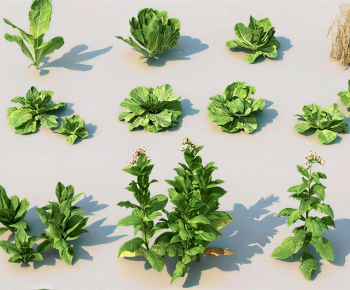 Modern Crop-ID:112546929