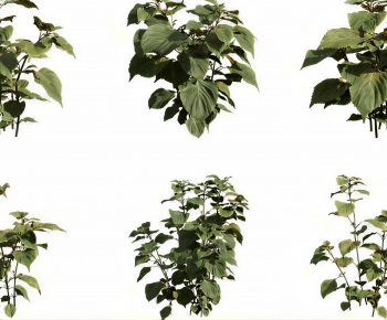 Modern Shrubbery-ID:300273907