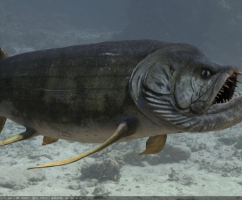 Modern Aquatic Animals-ID:214448932