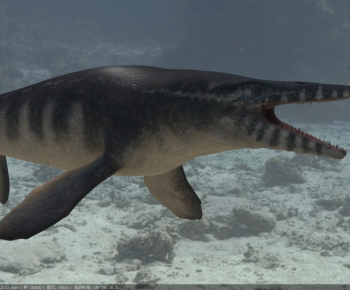 Modern Aquatic Animals-ID:740139525