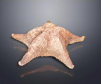 Modern Aquatic Animals-ID:463746074