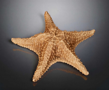 Modern Aquatic Animals-ID:425587897