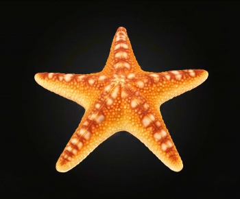 Modern Aquatic Animals-ID:271492968