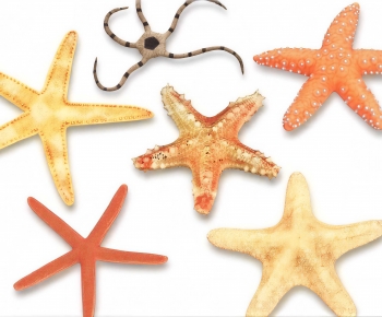 Modern Aquatic Animals-ID:266412975