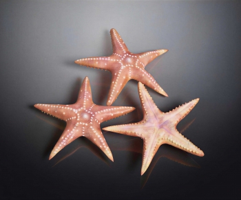 Modern Aquatic Animals-ID:759120946