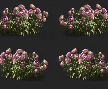 Modern Shrubbery-ID:646533974