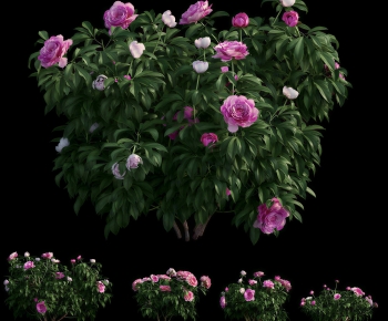 Modern Shrubbery-ID:328905117